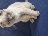 Scottish fold erkek, british shorthair dişi