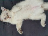Scottish Blue point cinsi 3 aylık dişi