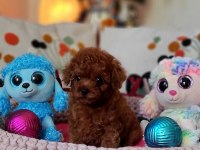 Şecereli Mini Boy Kore Toy Poodle Yavrularımız