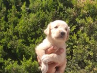 Bebek Yüzlü Golden Retriever Yavrular