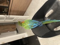 Hybrid macaw 5 aylık el besleme