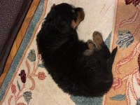 Irk garantili macar rottweiler