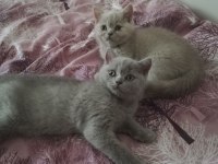 Safkan yavrular british shorthair