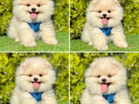 3 aylık pomeranian Boo