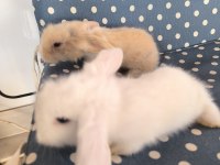 Hollanda Teddy Lop Tavşan Yavruları