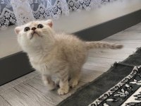 Scottish fold erkek kedimiz