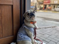 Egzotik Üretmek isteyenlere fırsat White Pug mops dişi