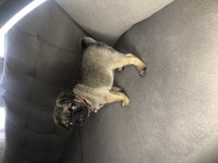 Dişi Pug Yavrumuz Yeni Ailesini Arıyor