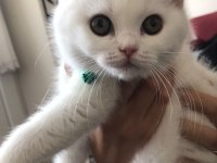 2.5 aylık british longhair kızımız