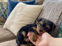 Teacup yorkshire terrier bebeklerimiz