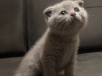 Scottish fold blue point
