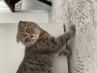Çiftleştirme scottish fold kedimiz