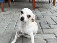 4 Aylık Erkek Şivava Yavrumuz
