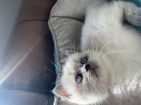 British shorthair ve blue point yavru kediler