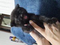 Scottish fold siyah kedimiz