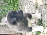 Amerikan Akita Yavrular