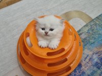 İnsan canlısı sosyal Scottish fold