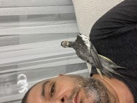 Erkek yavru sultan papağanı