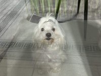 Dişi maltese terrier