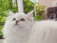 Son dişi harika british yavrum bella