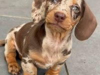 MİNİ BOY DACHSHUND MERLE SOSİS BEBEKLER AŞILI