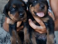 Rottweiler Yavrular