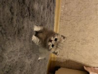 2 aylık british shorthair ve longhair kedilerimiz