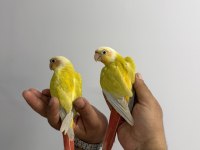 SUNCHECK YAVRU KONUR PAPAĞANLARI