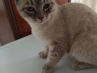 Acil ücretsiz kedimiz
