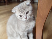 Scottish Fold dişi ve British Short Hair erkek