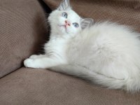 Secereli Ragdoll Yavrulari