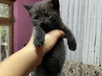 35 Günlük Erkek British Shorthair Bebeğim Yeni