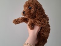 Fırsat Yavruları Evde büyüyen Toy Poodle Bebekler
