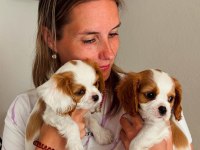 Cavalier King Charles Yavrularımız
