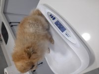 Orijinal Pomeranian Boo Erkek Teacup