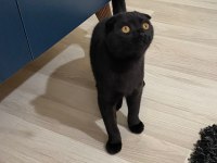 Scottish fold yavru çok güzel akıllı
