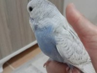 Jumbo yavrum