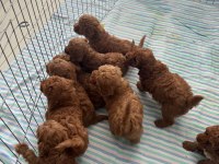 10 Güne Hazır Orjinal Rezerveye Açık Toy Poodle