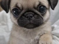 Irk ve sağlık garantili Pug bebekler