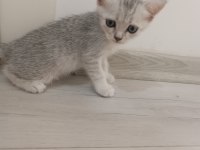 ANNE VE 4 SCOTTİSH YAVRUSU TOPLU