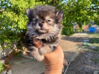 Dişi pomeranian boo yavru