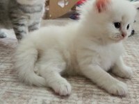 YAVRU KEDİLERİMİZ