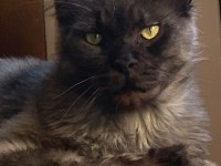 Maine Coon Sahiplendirilecektir