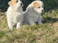 TÜRKİYENİN EN İYİ ALABAİ YAVRULARI