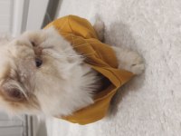 SAHİPLENDİRME İLANIDIR 6 YAŞINDA KISIR ERKEK KEDİMİZ