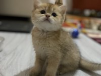 Golden british shorthair bebekler teslime hazır