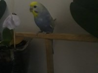 Uygun ister tek ister toplu 3 adet muhabbet uygundur