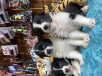 En zeki ırk border collie yavruları