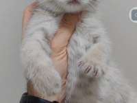 British Shorthair Kedisi