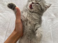 2 Aylık safkan british shorthair